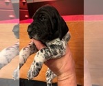 Small Photo #2 German Shorthaired Pointer Puppy For Sale in LEBANON, TN, USA