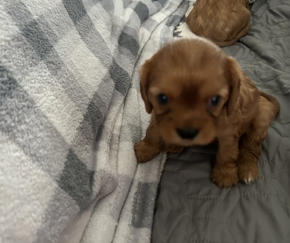 Medium Photo #1 Cavalier King Charles Spaniel Puppy For Sale in BRICK, NJ, USA