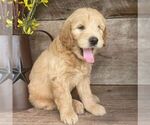 Small Photo #4 Goldendoodle-Poodle (Miniature) Mix Puppy For Sale in MOHNTON, PA, USA