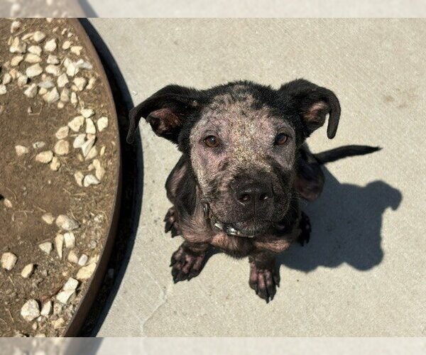Medium Photo #2 Labrador Retriever Puppy For Sale in Tulsa, OK, USA