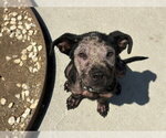 Small #1 Labrador Retriever