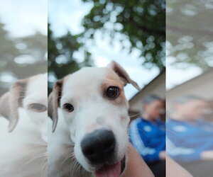 Maicena - Female Mutt Dog for Adoption - Photo #14