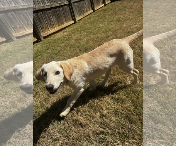 Medium Photo #5 Golden Labrador Puppy For Sale in Ball Ground, GA, USA