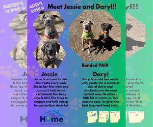 Jessie - Female Unknown-Weimaraner Mix Dog for Adoption - Photo #4
