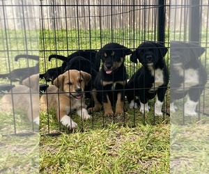 Labrador Retriever Dogs for adoption in BRYAN, TX, USA