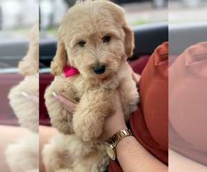 Goldendoodle (Miniature) Puppy for sale in ORLANDO, FL, USA