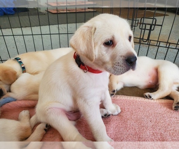 Medium Photo #17 Labrador Retriever Puppy For Sale in WATERFORD, WI, USA