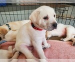 Small Photo #17 Labrador Retriever Puppy For Sale in WATERFORD, WI, USA
