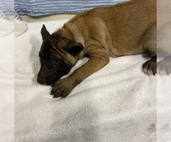 Medium Photo #1 Mutt Puppy For Sale in Modesto, CA, USA