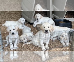 Labrador Retriever Puppy for sale in ALL HEALING SPRINGS, NC, USA