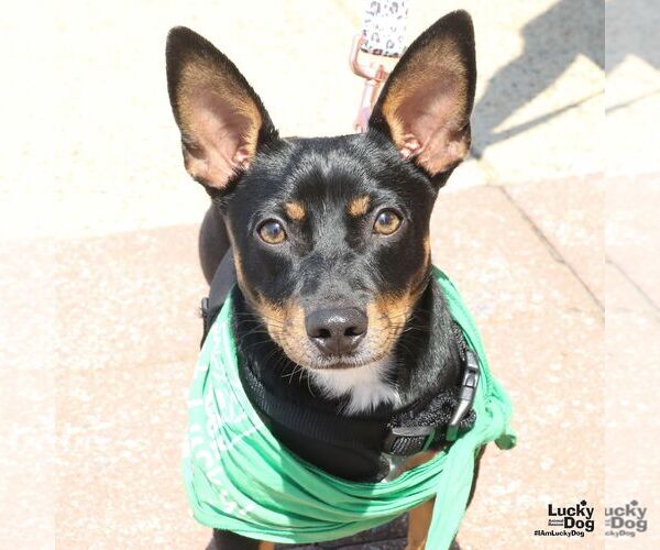 Medium Photo #1 Dachshund-Unknown Mix Puppy For Sale in Washington, DC, USA