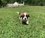 Puppy Green Saint Bernard