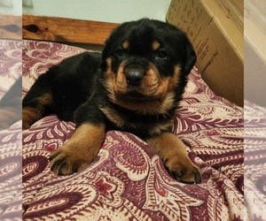 Rottweiler Puppy for sale in WYNNE, AR, USA
