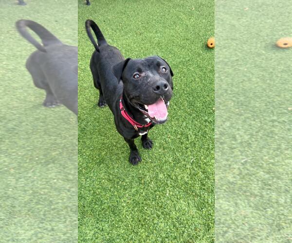 Medium Photo #5 Mutt Puppy For Sale in Pompano Beach , FL, USA