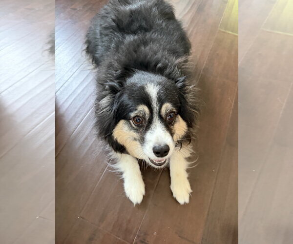 Medium Photo #2 Australian Shepherd Puppy For Sale in Dallas, TX, USA