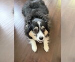 Small #1 Australian Shepherd