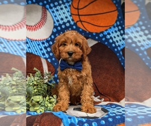 Cavapoo Puppy for sale in EPHRATA, PA, USA