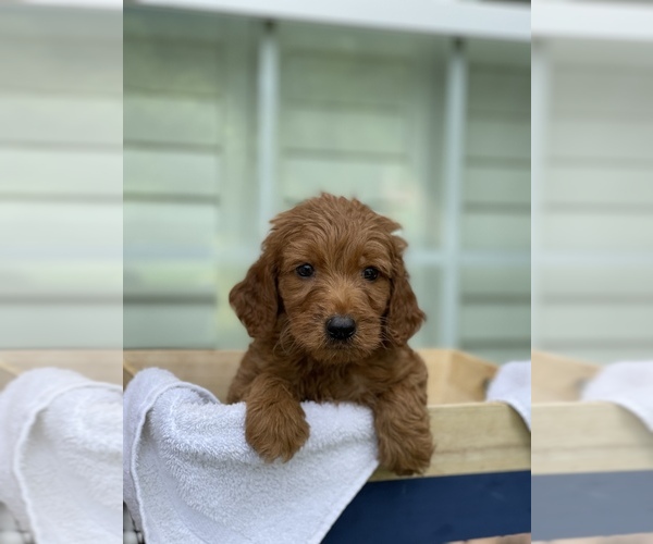 Medium Photo #3 Goldendoodle Puppy For Sale in TAMPA, FL, USA