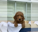 Small Photo #3 Goldendoodle Puppy For Sale in TAMPA, FL, USA