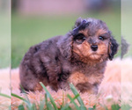 Small #3 Poodle (Toy)