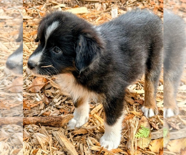 Medium Photo #7 F2 Aussiedoodle Puppy For Sale in ONAWAY, MI, USA