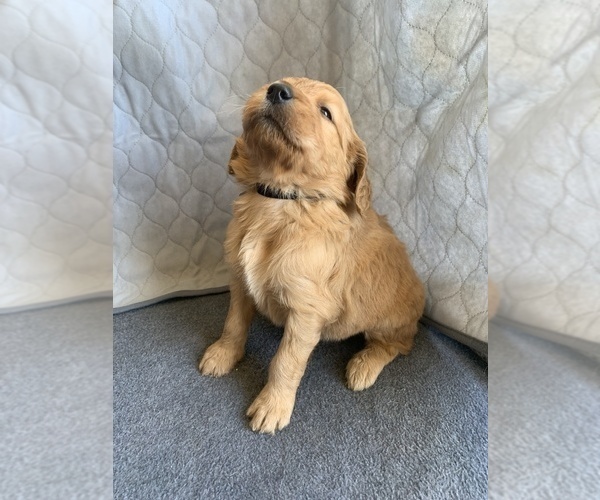 Full screen Photo #3 Goldendoodle Puppy For Sale in CALIMESA, CA, USA