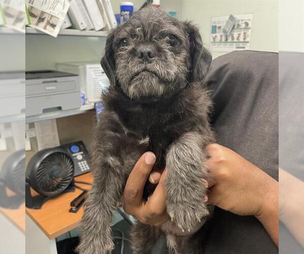 Medium Photo #1 Mutt Puppy For Sale in Santa Cruz, CA, USA