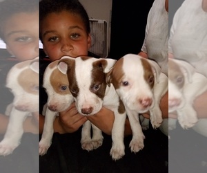American Pit Bull Terrier Puppy for sale in GARY, IN, USA