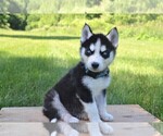 Small Photo #1 Siberian Husky Puppy For Sale in GOSHEN, IN, USA