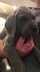 Great Dane Puppy for sale in GLENPOOL, OK, USA