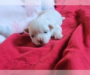 Maltese Puppy for sale in CORNERSVILLE, TN, USA
