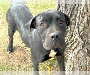 Dogue de Bordeaux-Labrador Retriever Mix Dogs for adoption in Waco, TX, USA