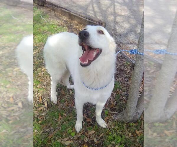 Medium Photo #2 Great Pyrenees Puppy For Sale in Spring, TX, USA