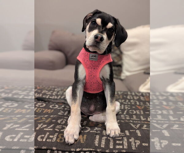 Medium Photo #6 Siberian Husky-Unknown Mix Puppy For Sale in Dana Point, CA, USA