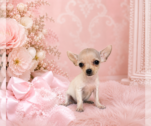 Medium Photo #10 Chihuahua Puppy For Sale in SHORT HILLS, NJ, USA