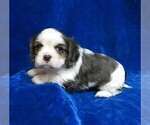 Small Photo #3 Cavalier King Charles Spaniel Puppy For Sale in NORWOOD, MO, USA