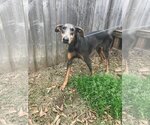 Small Photo #2 Doberman Pinscher Puppy For Sale in Jackson, MS, USA
