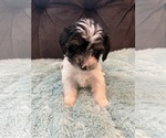 Small Photo #4 YorkiePoo Puppy For Sale in CASTROVILLE, TX, USA