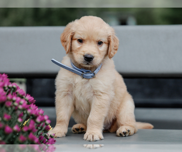 Medium Photo #1 Golden Retriever Puppy For Sale in LIBERTY, KY, USA