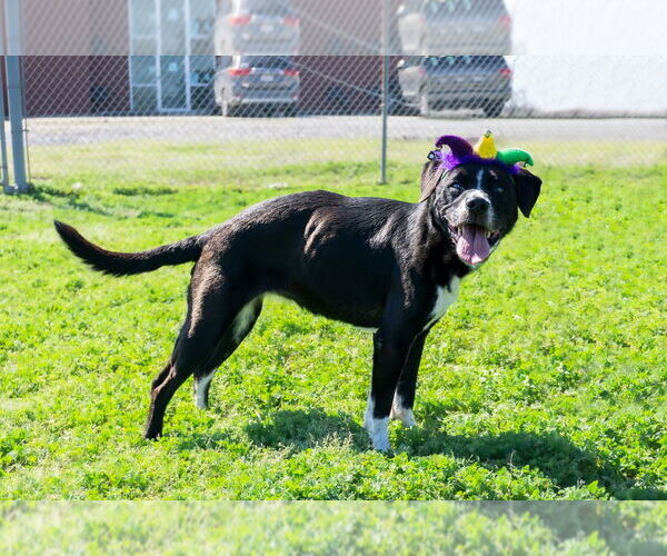 Medium Photo #3 Mutt Puppy For Sale in Abbeville, LA, USA