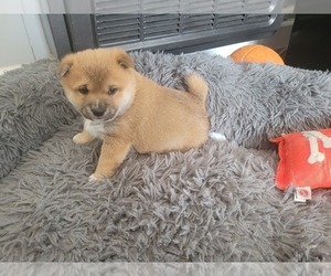 Shiba Inu Puppy for sale in CALUMET PARK, IL, USA