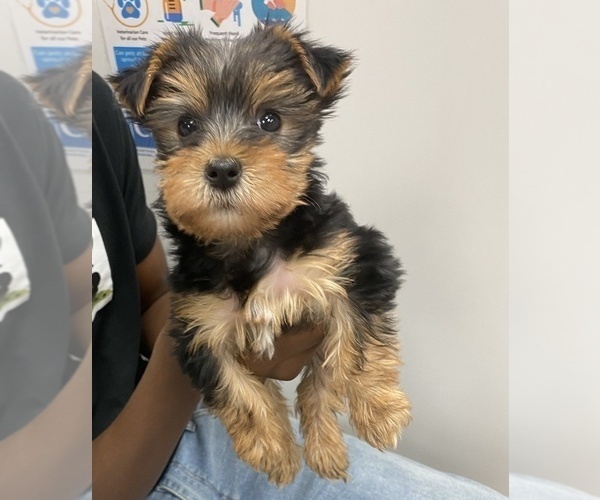 Medium Photo #1 Yorkshire Terrier Puppy For Sale in KANSAS CITY, MO, USA