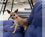 Small #1 Chihuahua Mix