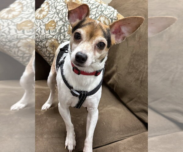 Medium Photo #11 Chihuahua-Unknown Mix Puppy For Sale in Mundelein, IL, USA