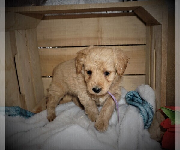 Medium Photo #3 Goldendoodle (Miniature) Puppy For Sale in LUBLIN, WI, USA