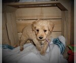 Small Photo #3 Goldendoodle (Miniature) Puppy For Sale in LUBLIN, WI, USA