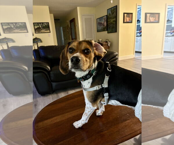 Medium Photo #4 Beagle Puppy For Sale in Tampa, FL, USA