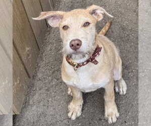 Mack - Male Staffordshire Bull Terrier-Unknown Mix Dog for Adoption - Photo #4