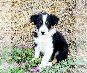 Border Collie Puppy for sale in ELMENDORF, TX, USA