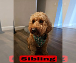 Small #11 Goldendoodle (Miniature)